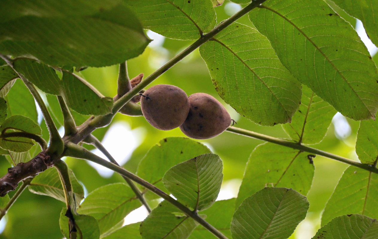 Image of Juglans ailanthifolia specimen.