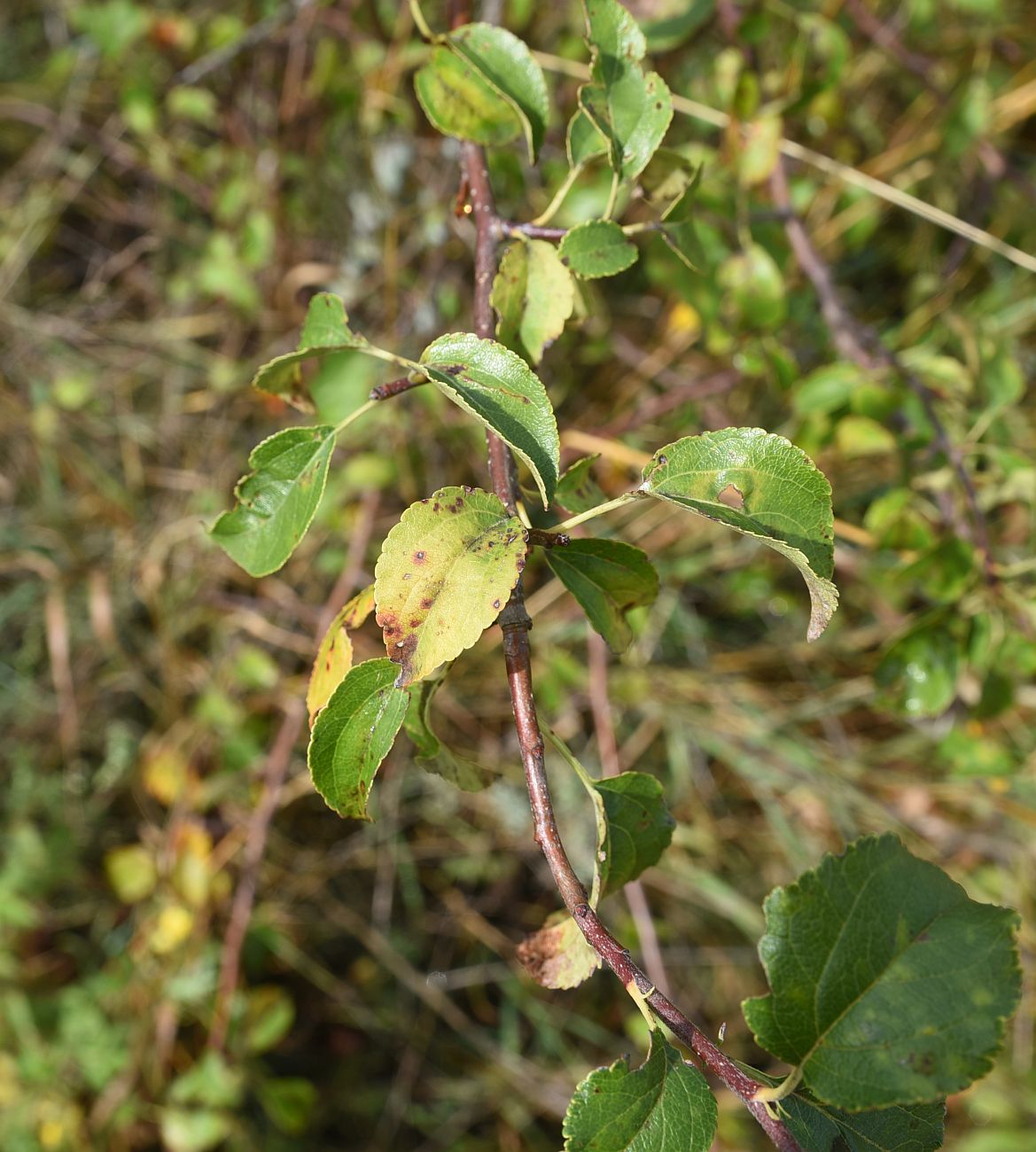 Image of Malus domestica specimen.