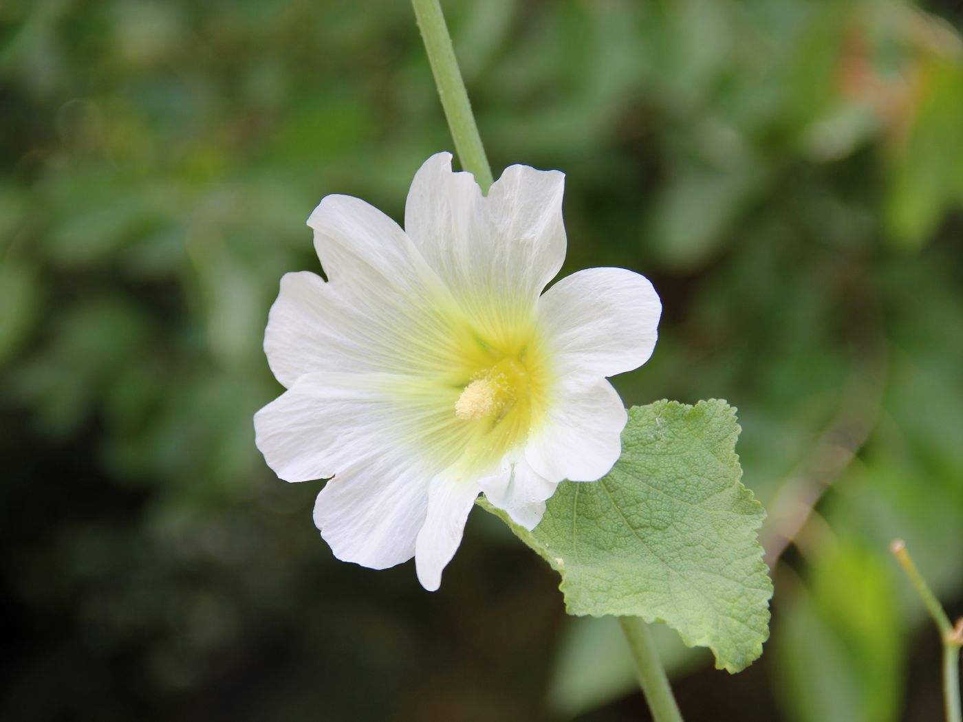 Image of Alcea nudiflora specimen.