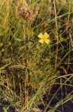 Potentilla recta