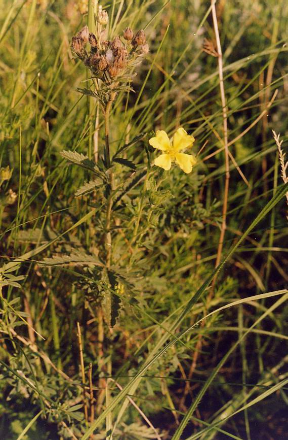 Image of Potentilla recta specimen.