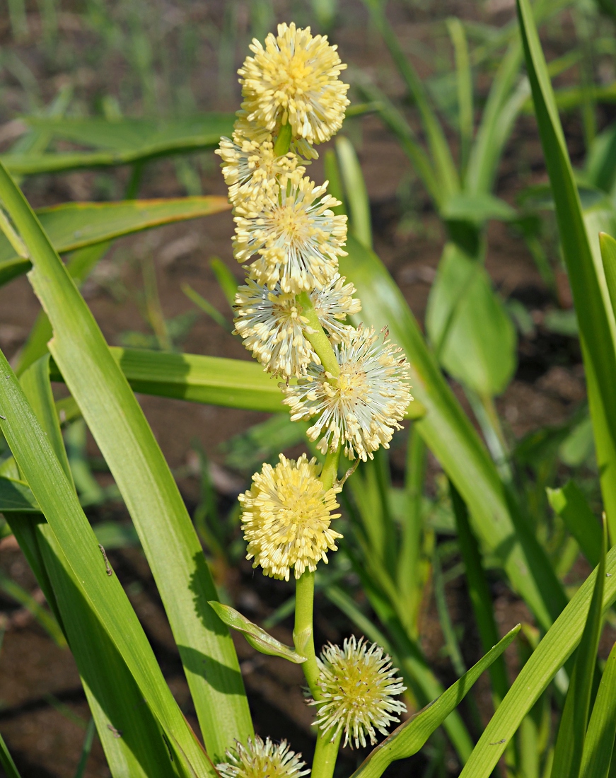 Image of Sparganium emersum specimen.