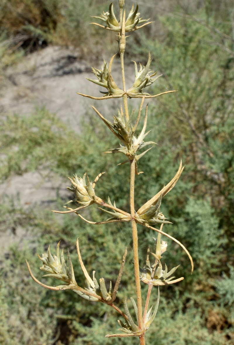 Image of Petrosimonia sibirica specimen.