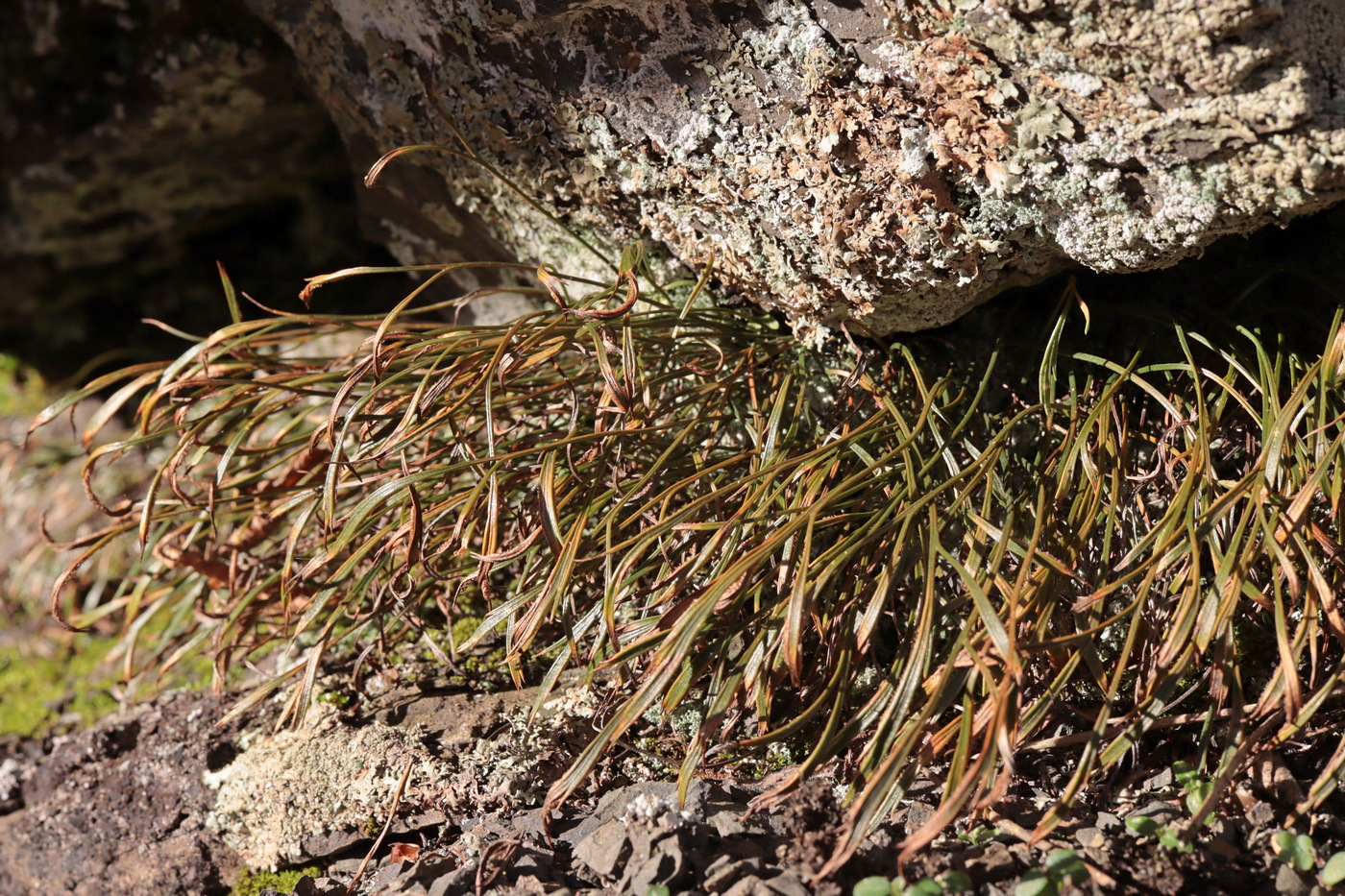 Image of Asplenium septentrionale specimen.