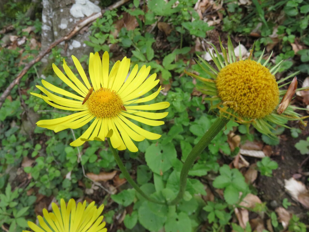 Image of Doronicum columnae specimen.