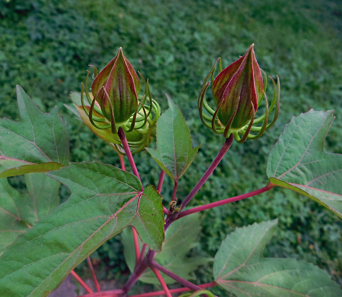 Изображение особи Hibiscus &times; hybridus.