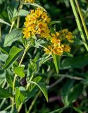 Lysimachia vulgaris. Верхушки побегов с соцветиями. Вологодская обл., Кирилловский р-н, окр. с. Горицы, гора Маура, луг. 12.07.2024.