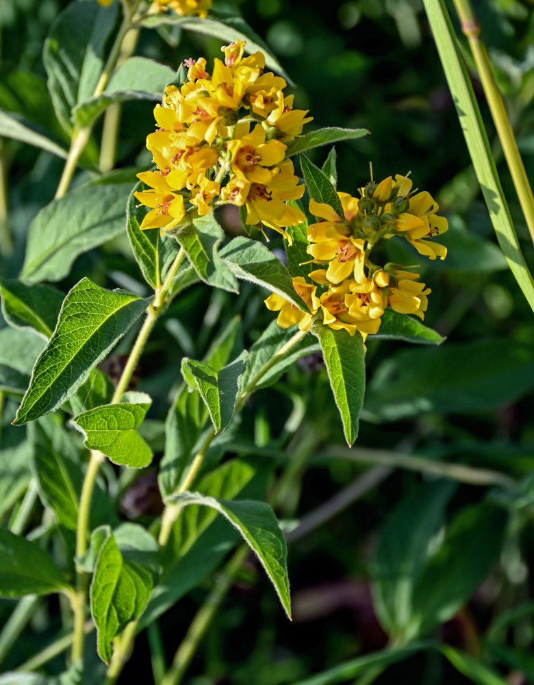 Изображение особи Lysimachia vulgaris.