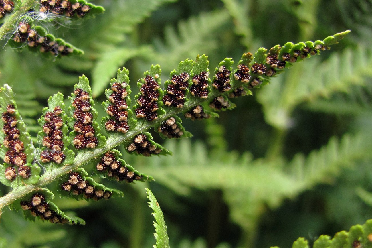 Изображение особи Dryopteris villarii.