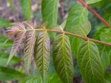 Ailanthus altissima. Верхушка молодого листа. Крым, Южный Берег, долина р. Алака (Сотера), щебнистый склон рядом с грунтовой дорогой. 26.05.2024.