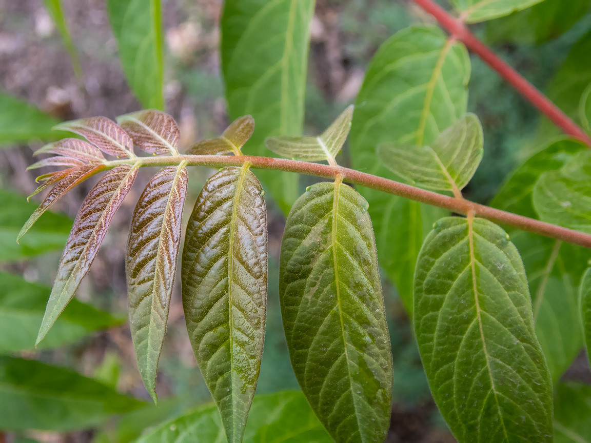 Image of Ailanthus altissima specimen.