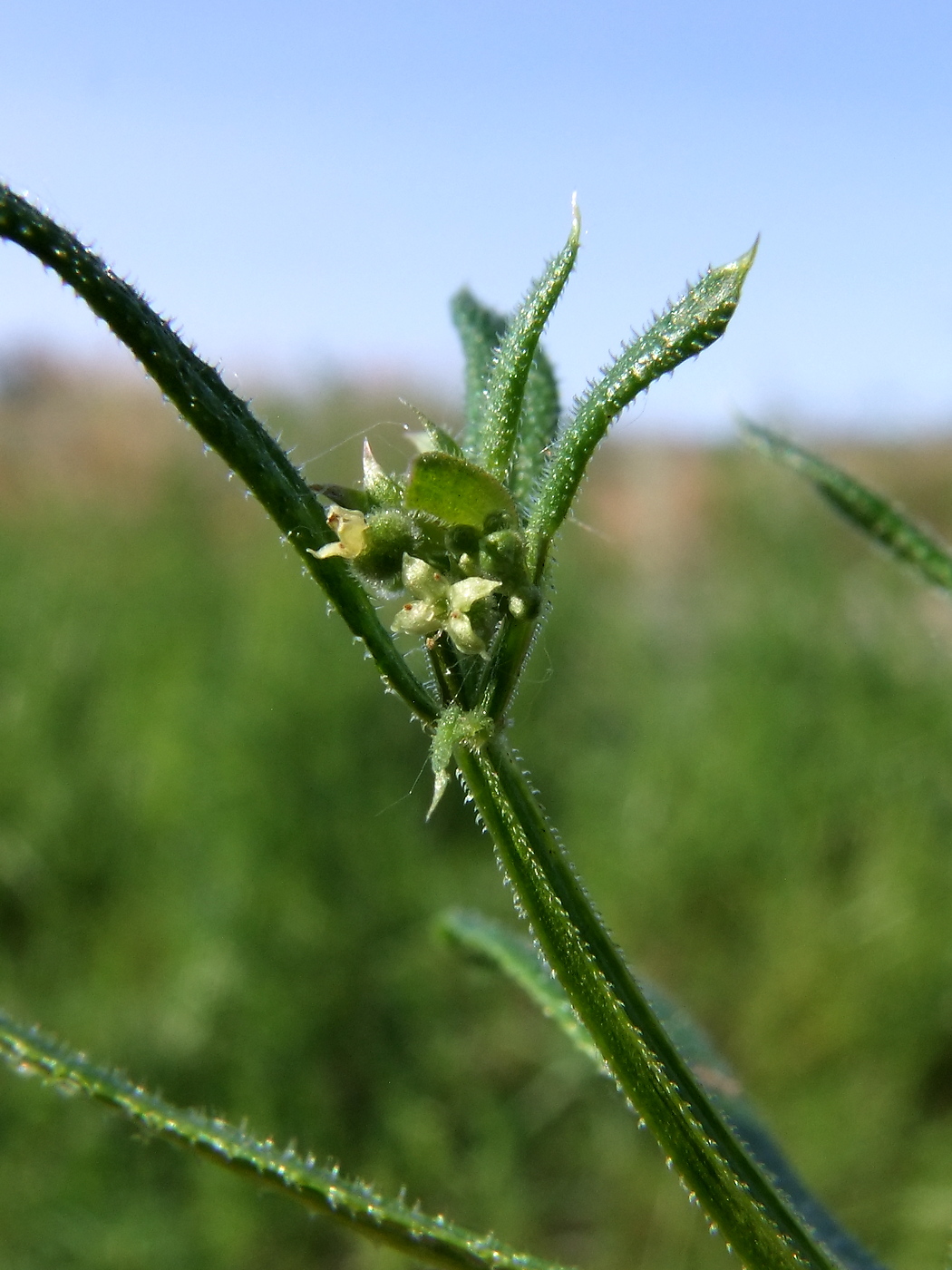 Image of Galium vaillantii specimen.