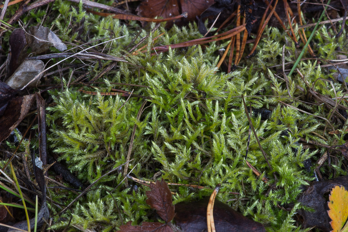 Image of familia Brachytheciaceae specimen.