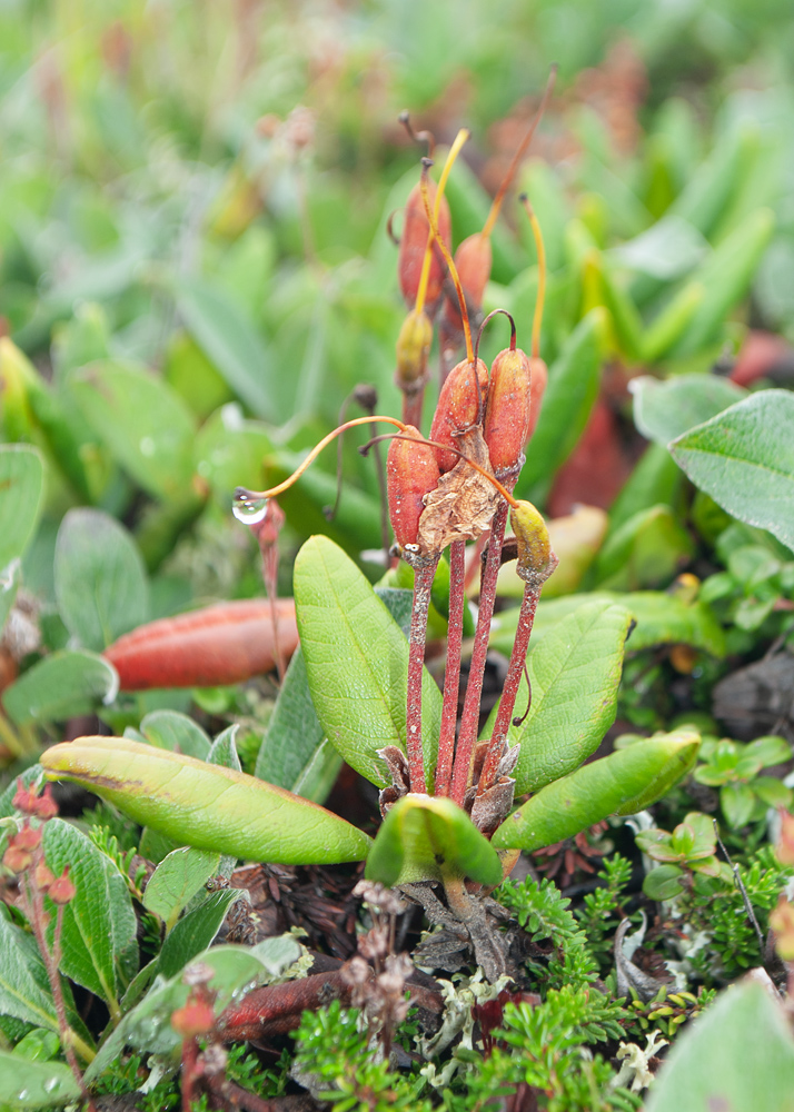 Изображение особи Rhododendron aureum.