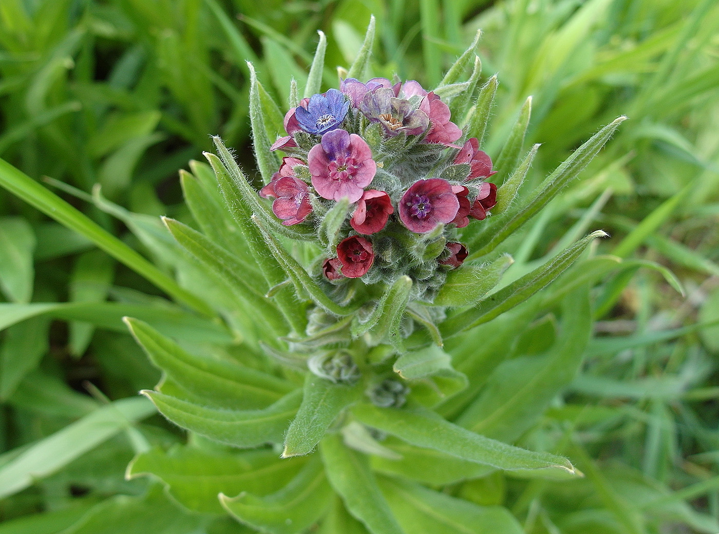 Image of Cynoglossum officinale specimen.