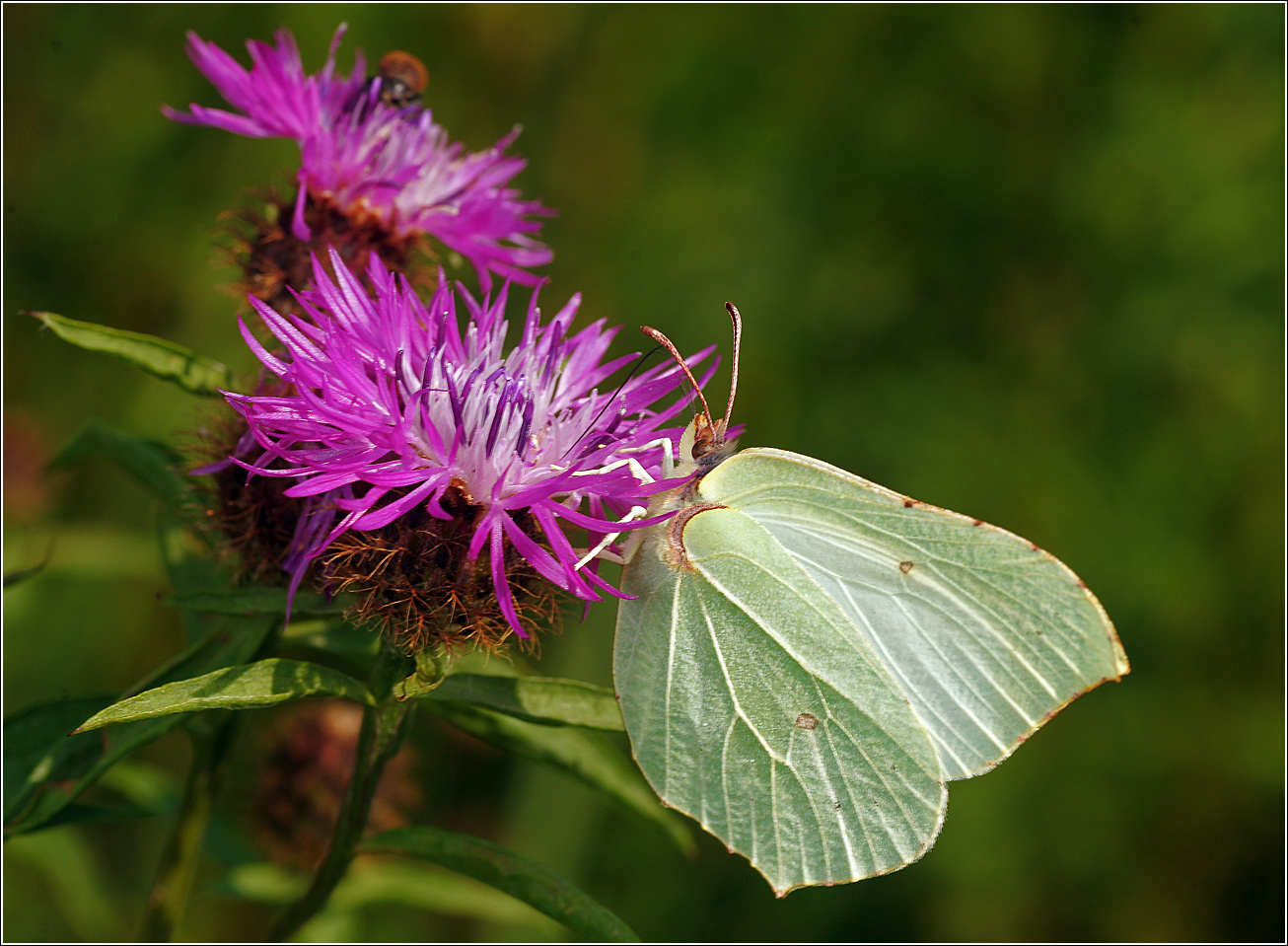 Image of Centaurea phrygia specimen.