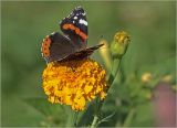 Tagetes erecta. Соцветие (махровая форма) с питающейся бабочкой-адмиралом (Vanessa atalanta). Московская обл., Раменский р-н, окр. дер. Хрипань, садовый участок. 02.10.2020.