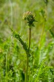 Filipendula vulgaris. Верхушка побега с развивающимся соцветием. Оренбургская обл., Кувандыкский муниципальный округ, степь. 28 мая 2024 г.
