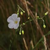 Linum austriacum