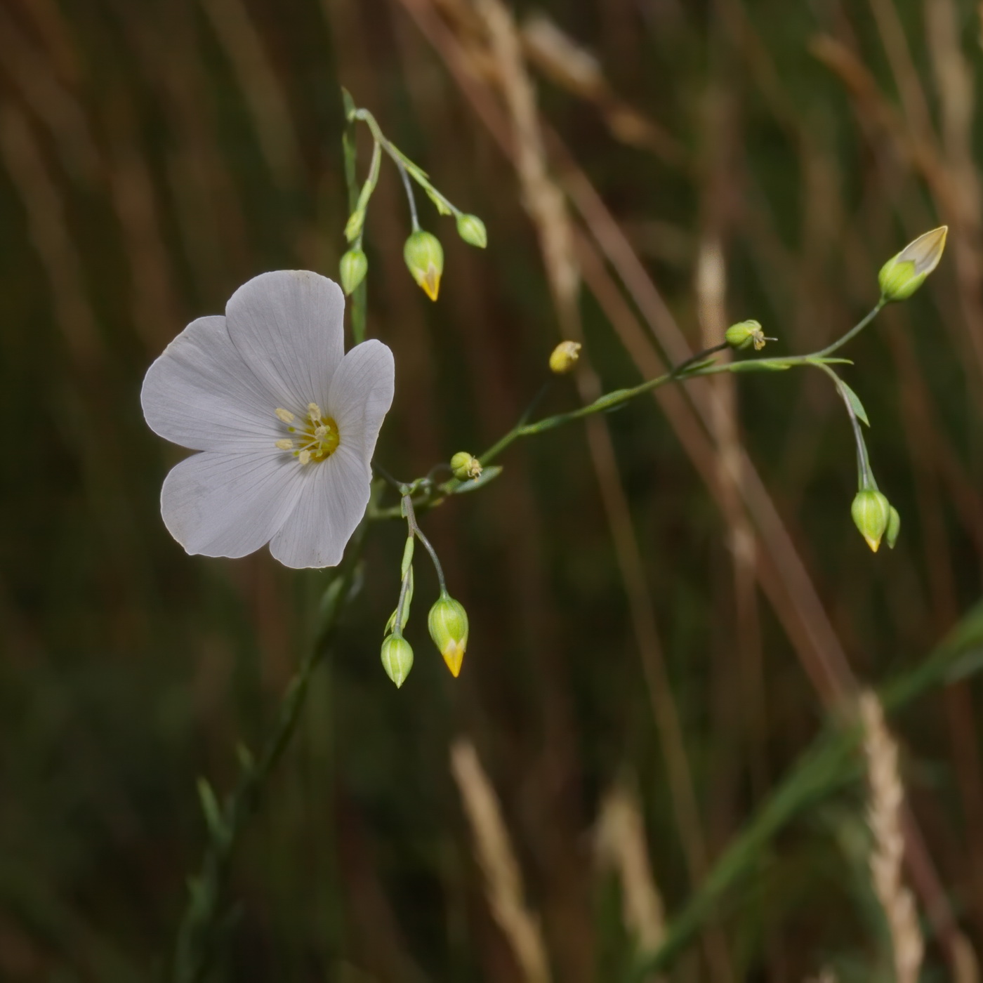 Изображение особи Linum austriacum.