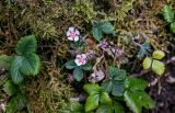View full-size image Potentilla micrantha