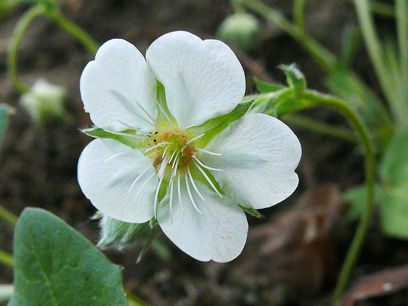 Image of Potentilla alba specimen.