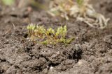 View full-size image Funaria hygrometrica