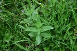 View full-size image Mentha longifolia