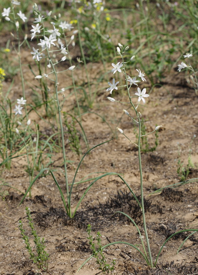 Image of Ornithogalum fischerianum specimen.