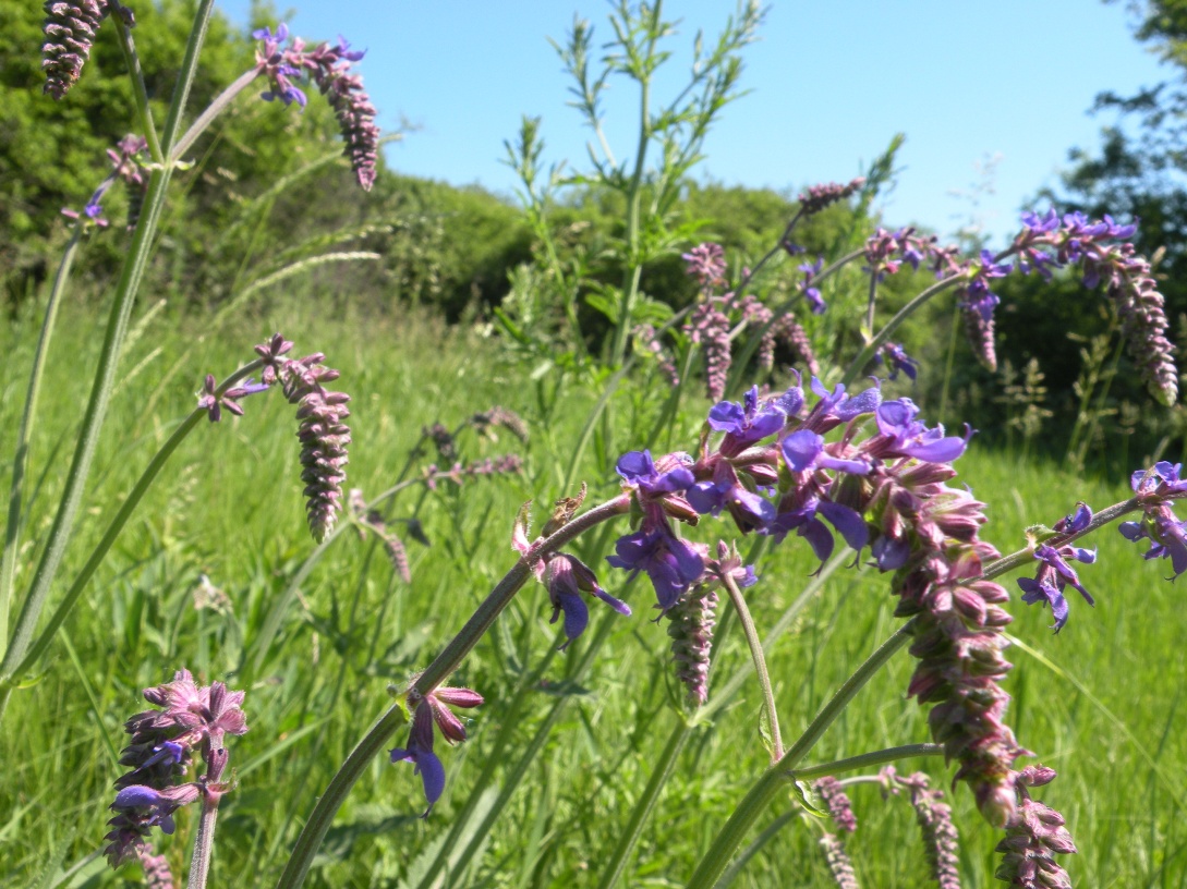 Изображение особи Salvia betonicifolia.