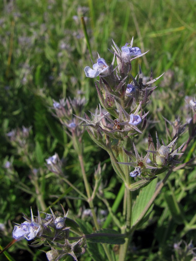 Image of Nepeta parviflora specimen.