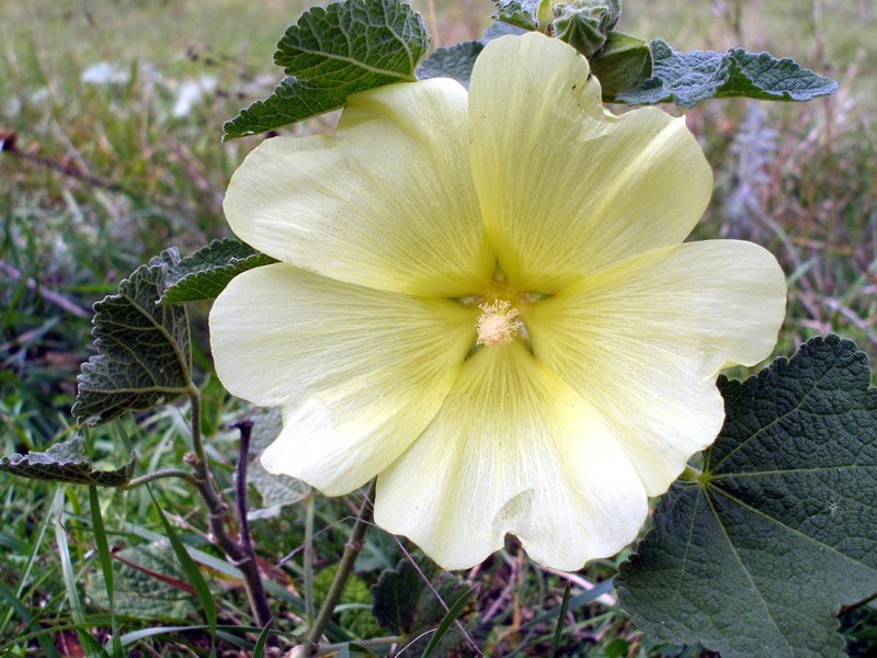 Изображение особи Alcea rugosa.