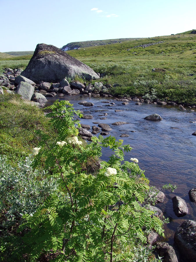 Image of Sorbus aucuparia ssp. glabrata specimen.