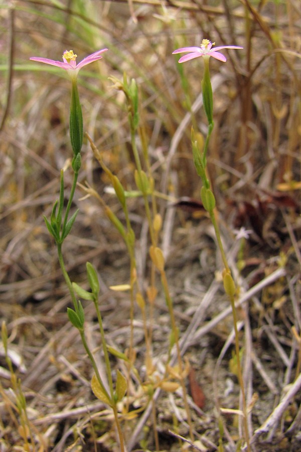 Image of Centaurium pulchellum specimen.