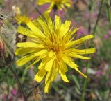 genus Hieracium