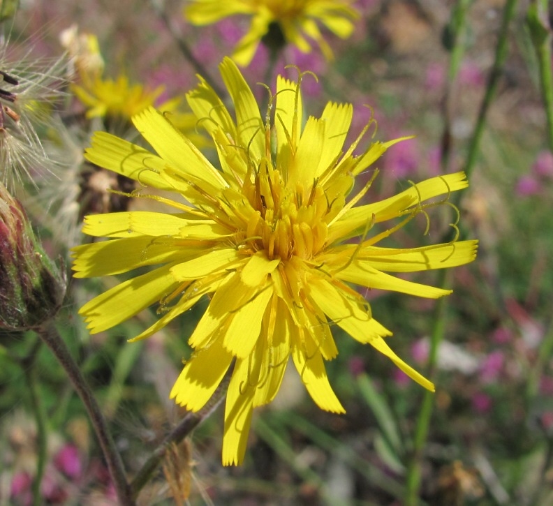 Изображение особи род Hieracium.