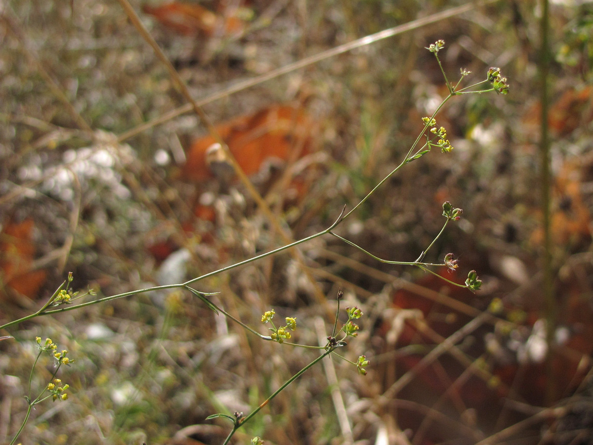 Изображение особи Bupleurum marschallianum.