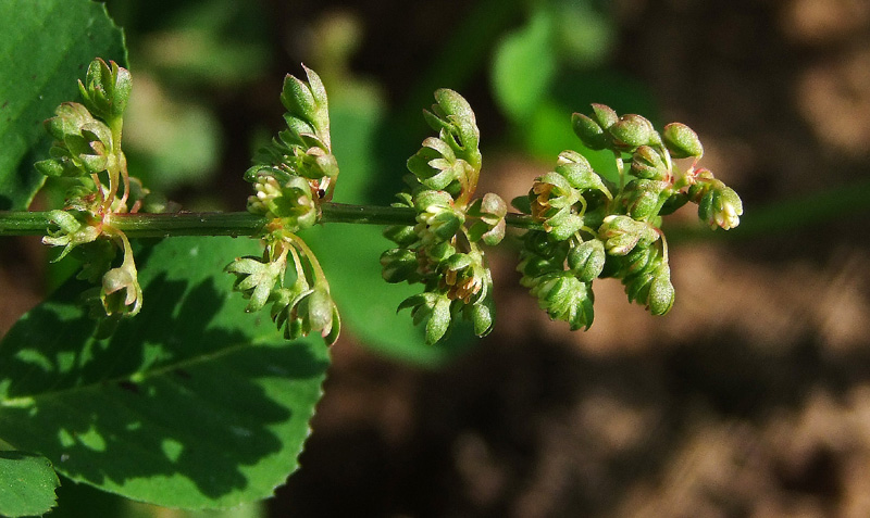 Изображение особи Rumex spinosus.