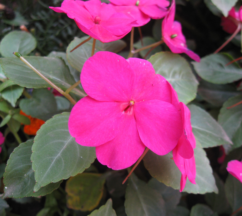 Изображение особи Impatiens walleriana.