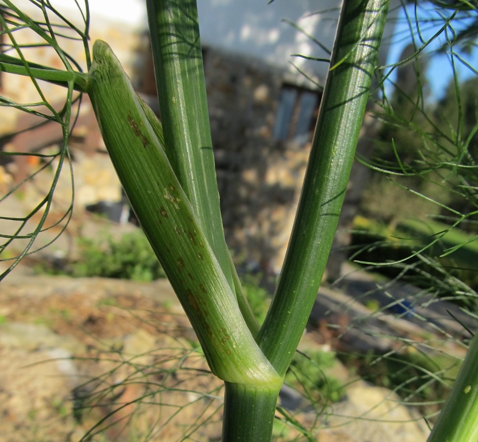 Image of Foeniculum vulgare specimen.