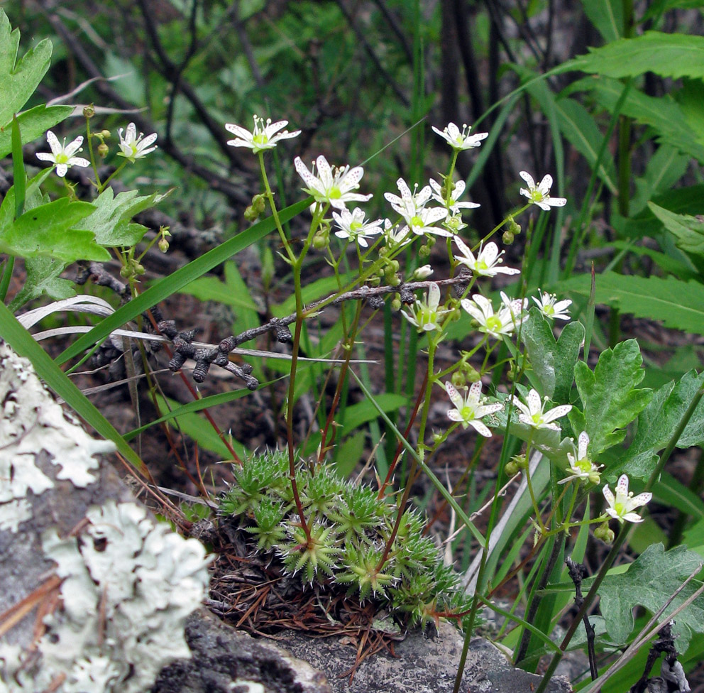 Изображение особи Saxifraga bronchialis.