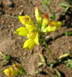 Lotus zhegulensis. Соцветие. Чувашия, Моргаушский р-н, у дороги к дер. Шомиково. 12.07.2011.