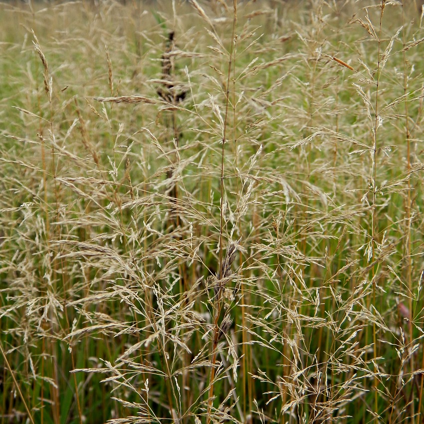 Изображение особи Agrostis gigantea.