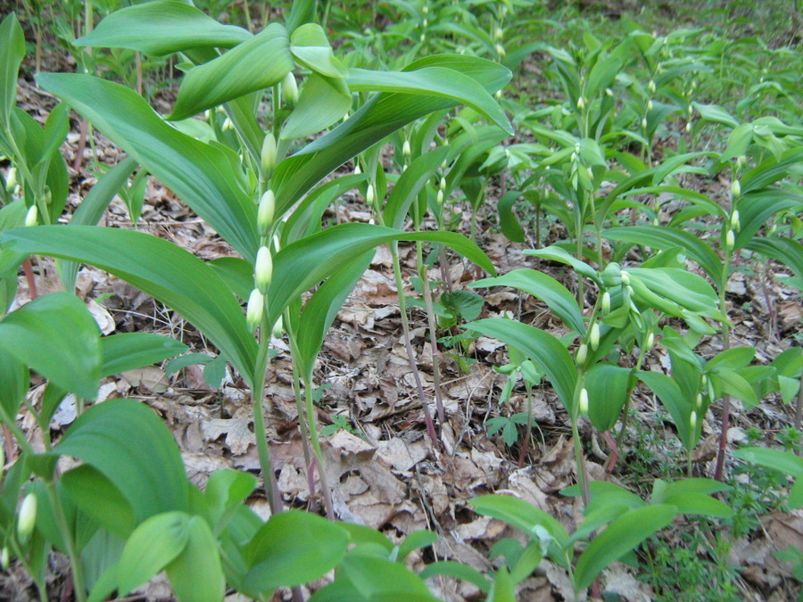 Image of Polygonatum hirtum specimen.