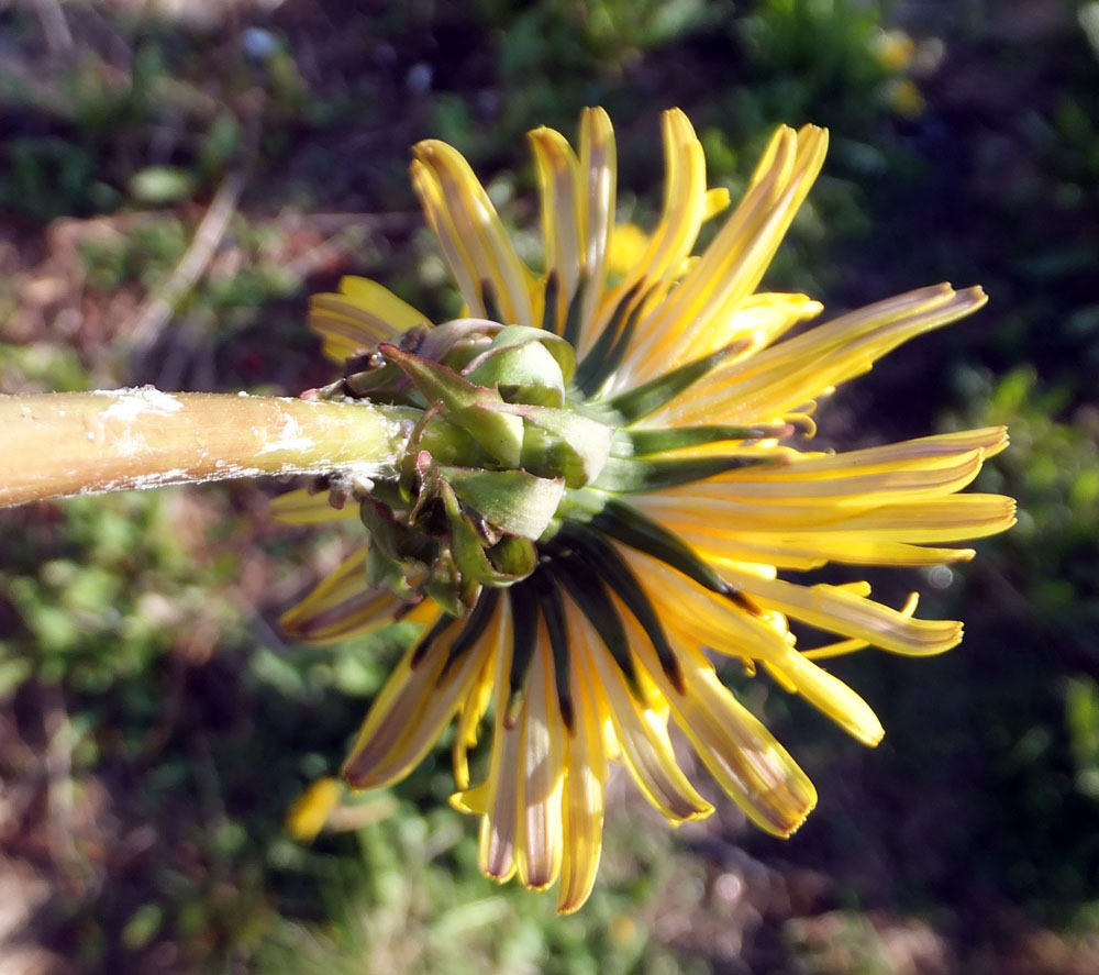 Image of genus Taraxacum specimen.