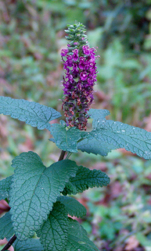 Image of Teucrium hircanicum specimen.