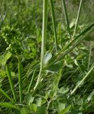 Lathyrus lacteus