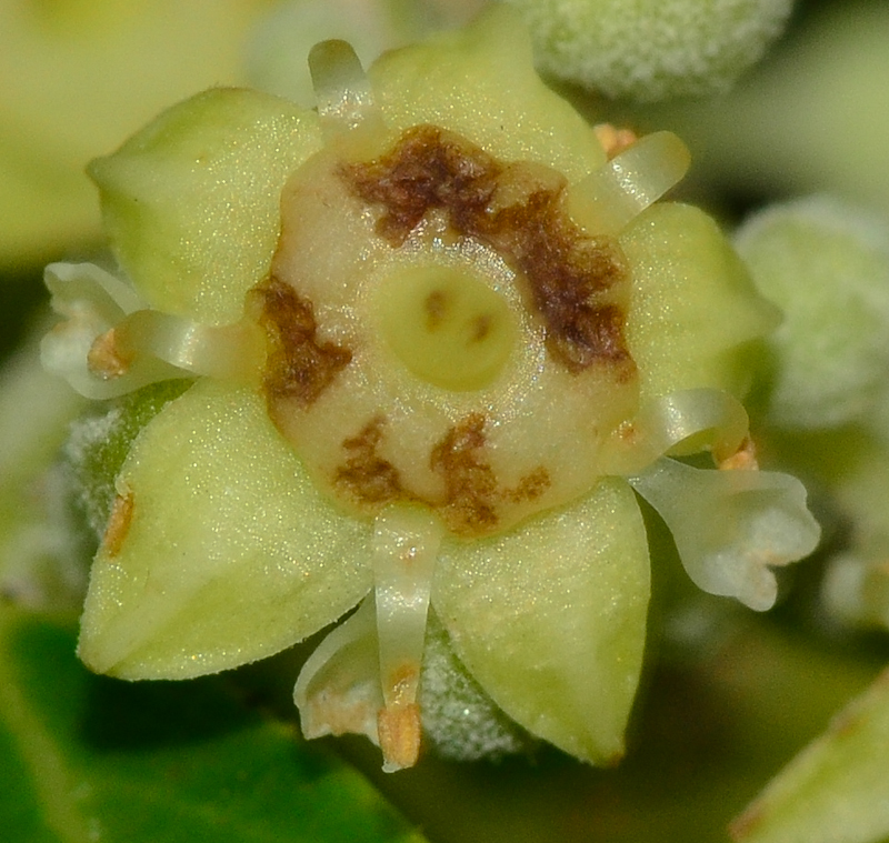 Image of Ziziphus spina-christi specimen.