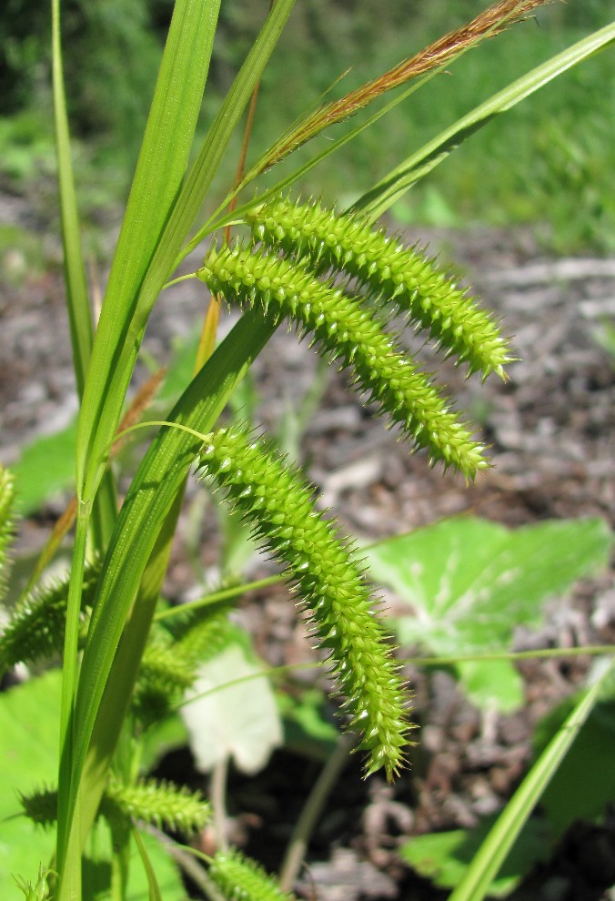 Image of Carex pseudocyperus specimen.