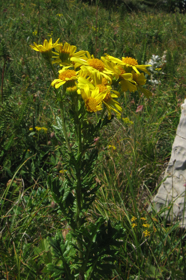 Image of Senecio tauricus specimen.